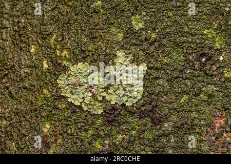 Kleiner Schild Lichen der Familie Parmeliaceae Stockfoto