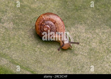 Asian Tramp Schnecke der Art Bradybaena similaris Stockfoto