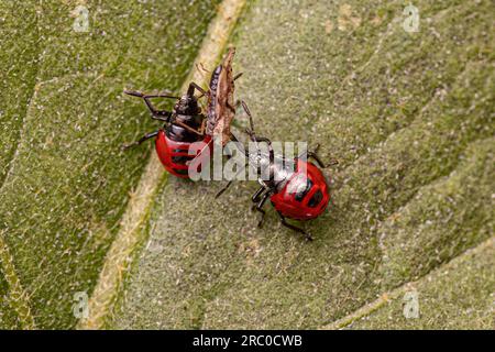 Zwei kleine rote Raubtier-Stinkkäfer Nymphe der Unterfamilie Asopinae, die einen kleinen erwachsenen Spitzenkäfer der Familie Tingidae ausbeutet Stockfoto