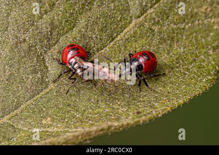 Zwei kleine rote Raubtier-Stinkkäfer Nymphe der Unterfamilie Asopinae, die einen kleinen erwachsenen Spitzenkäfer der Familie Tingidae ausbeutet Stockfoto