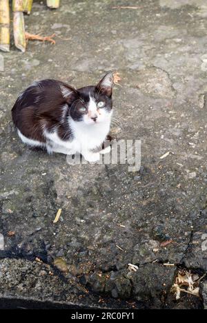 Eine süße und niedliche Katze, die auf dem Boden sitzt und in die Kamera schaut. Tierschutz- und Adoptionskonzept Stockfoto