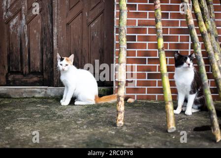 Katzen auf der Straße, die die Bewegung beobachten. Obdachlos. Tierschutz- und Adoptionskonzept Stockfoto