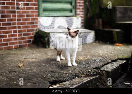 Eine süße und niedliche Katze auf dem Boden, die die Bewegung auf der Straße beobachtet. Tierschutz- und Adoptionskonzept Stockfoto