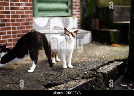 Katzen auf der Straße, die die Bewegung beobachten. Obdachlos. Tierschutz- und Adoptionskonzept Stockfoto