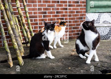 Katzen auf der Straße, die die Bewegung beobachten. Obdachlos. Tierschutz- und Adoptionskonzept Stockfoto