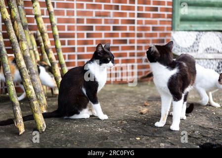 Katzen auf der Straße, die die Bewegung beobachten. Obdachlos. Tierschutz- und Adoptionskonzept Stockfoto