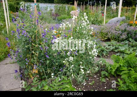Englische Gartengrenze voller blühender Erbsen ( Lathyrus odoratus) Stockfoto