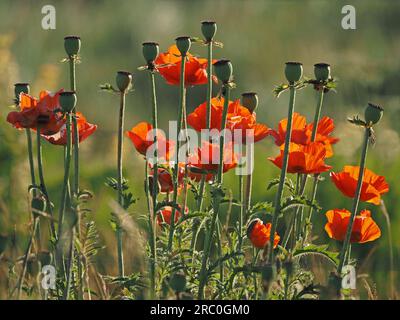 Backlit Corn oder Field Poppies (Papaver Rhoeas) mit geschwollenen Samenköpfen bei frühem Morgenlicht in Northumberland, England, Großbritannien Stockfoto