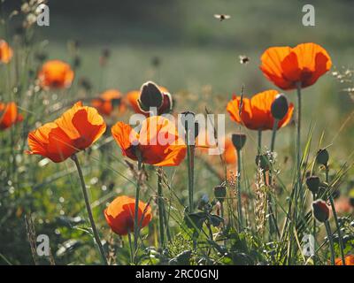 Hummelbienen, die im frühen Morgenlicht Mais oder Feldmohn (Papaver Rhoeas) mit Hintergrundbeleuchtung in Northumberland, England, besuchen Stockfoto