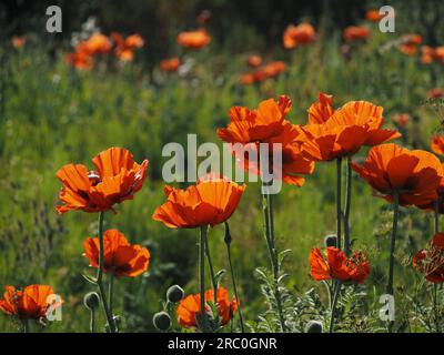 Backlit Corn oder Field Poppies (Papaver Rhoeas) mit strukturierten Blütenblättern im frühen Morgenlicht in Northumberland, England, Großbritannien Stockfoto