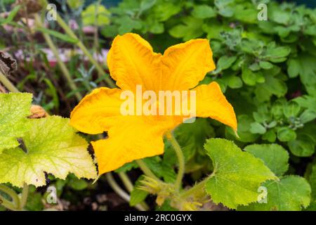 Blüten von gelbem Kürbis (Cucurbita maxima), die im Sommer aus Samen auf dem Balkon wachsen Stockfoto