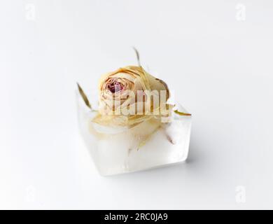 Konzeptionelle Zusammensetzung einer Rosenknospe in einem Eiswürfel, einer Rosenblume in Eis, isoliert auf weißem Hintergrund, Nahaufnahme. Stockfoto