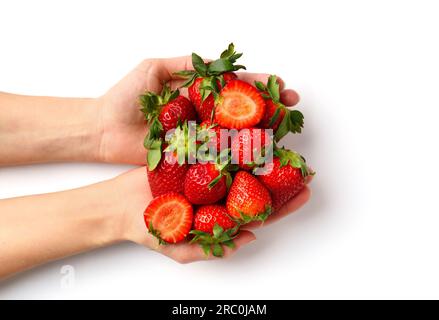 Große frische Beeren aus biologischem Anbau mit weiblicher Hand auf weißem Hintergrund, Draufsicht. Viele Erdbeeren in Frauenhandflächen. Stockfoto