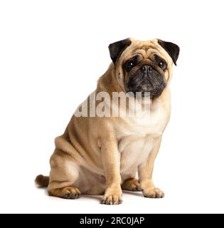 Reinrassige, freundliche, süße, lustige Puppe sitzt auf weißem Hintergrund und schaut explizit und interessiert in die Kamera. Stockfoto