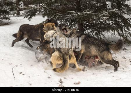 Grey Wolf (Canis lupus) packt Gangs auf Black Phase Wolf Winter - Gefangene Tiere Stockfoto