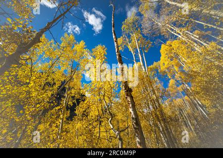 Golden Aspens in der Herbstsonne | Maroon Bells, Aspen, Colorado, USA Stockfoto