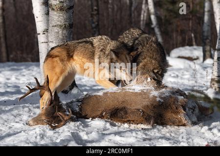 Grey Wolf (Canis lupus) schnarls at Packmate with Head in Deer Carcass Winter - Gefangene Tiere Stockfoto