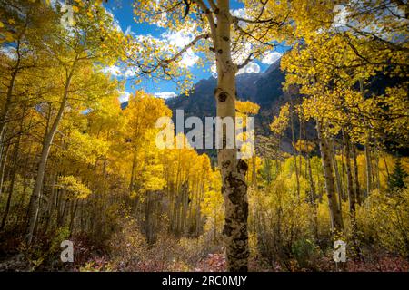 Aspen Trees im Herbst | Maroon Bells, Aspen, Colorado, USA Stockfoto