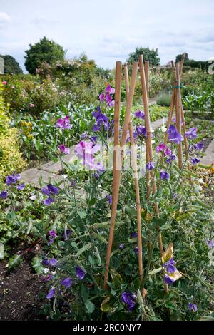 Wicken (Lathyrus man) Stockfoto