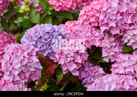 Hortensien, Hortensien mit Spitzenkappe (Hydrangea macrophylla „Bouquet Rose“, Hydrangea macrophylla Bouquet Rose), Kultivar Bouquet Rose, blühende – Stockfoto