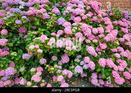 Hortensien, Hortensien mit Spitzenkappe (Hydrangea macrophylla „Bouquet Rose“, Hydrangea macrophylla Bouquet Rose), Kultivar Bouquet Rose, blühende – Stockfoto