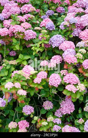 Hortensien, Hortensien mit Spitzenkappe (Hydrangea macrophylla „Bouquet Rose“, Hydrangea macrophylla Bouquet Rose), Kultivar Bouquet Rose, blühende – Stockfoto