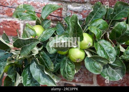 Nahaufnahme der Äpfel am Baum Stockfoto