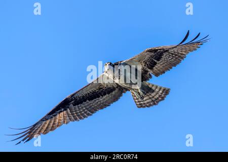 Osprey oder Fish Hawk (Pandion haliaetus), April, Flug, Florida, USA, Von Dominique Braud/Dembinsky Photo Assoc Stockfoto