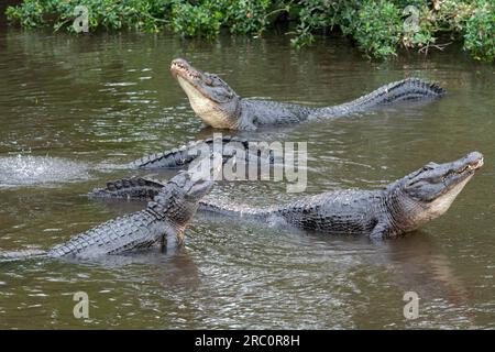 Amerikanischer Alligator (Alligator mississippiensis), der vor der Paarung ein Brautverhalten zeigt, Florida, USA, von Dominique Braud/Dembinsky Photo Assoc Stockfoto