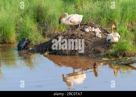 Trompeterschwäne mit Zygneten (Cygnus Buccinator) auf Biberhütte, mit Biber (Castor canadensis), WI USA, von Dominique Braud/Dembinsky Photo Assoc Stockfoto