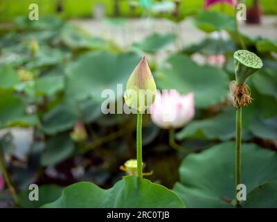 Eine rosafarbene Nelumbo nucifera, Lotusblume mit grünem Laubhintergrund Stockfoto