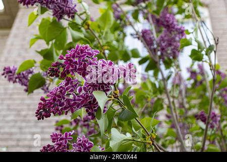 Flieder Strauchbaum - wunderschöne violette Blume - Backsteinhintergrund mit grünen Blättern. Aufgenommen in Toronto, Kanada. Stockfoto
