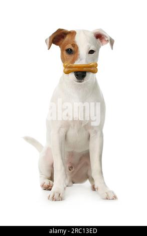 Süßer Jack Russell Terrier mit Hundekuchen auf der Nase vor weißem Hintergrund Stockfoto
