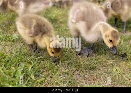 Baby Gänse Herde - Gänse essen - süße kanadische Gänse - winzig süße Baby Gänse. Aufgenommen in Toronto, Kanada. Stockfoto