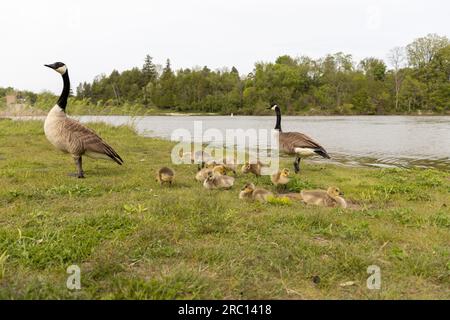 Babygänse - Gänse essen - süße kanadische Gänse - kleine süße Babygänse - Wasserhintergrund. Aufgenommen in Toronto, Kanada. Stockfoto