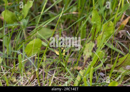 Zimmermannsbiene sitzt auf Gras - Nektar klemmt - dicht dran. Aufgenommen in Toronto, Kanada. Stockfoto