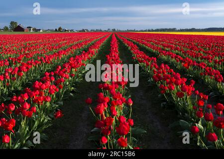 Reihen roter Tulpen und Bauernhäuser, Skagit Valley, Washington, USA. Stockfoto