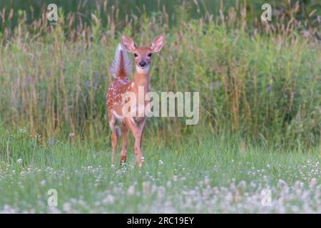 Weißwedelhirschbaby im Frühsommer Stockfoto