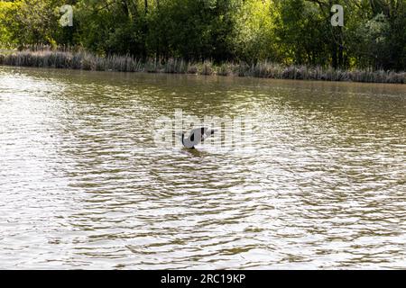 Toller Kormorantvogel, der über den See fliegt - planschend. Aufgenommen in Toronto, Kanada. Stockfoto