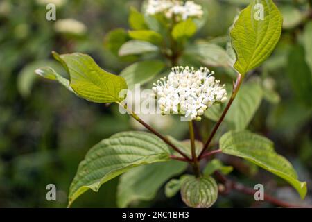 Weiße Hundeholzblume - mit Blättern - unscharfer Hintergrund. Aufgenommen in Toronto, Kanada. Stockfoto