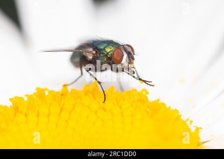 gemeinsamen grünen Flasche fliegen (Lucilia Sericata) Stockfoto