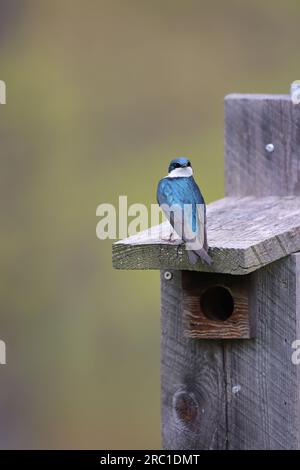 Ein Baum schluckt auf einer Bluebird-Schachtel, dessen Kopf komplett umgedreht ist Stockfoto