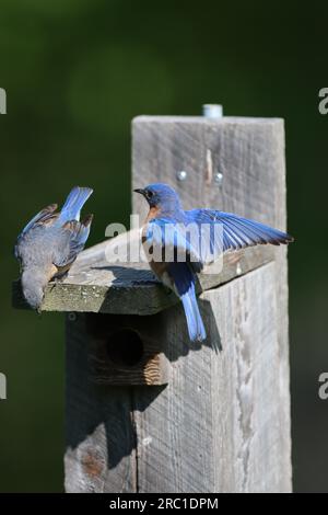 Männliche und weibliche östliche Blauvögel, die zusammen auf einer Blauen Vogelkiste landen Stockfoto