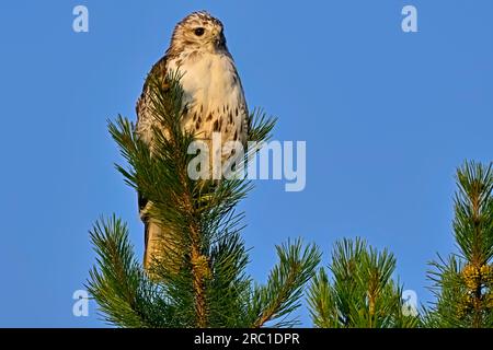 Ein junger Rotschwanz-Falke „Bueto jamaicensis“, der im Sommer im ländlichen Alberta in Kanada auf einer immergrünen Kiefer steht. Stockfoto