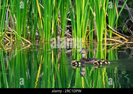 Eine Mutter-Ringhalsente (Aythya collaris), die mit ihren neugeborenen Küken in einem Sumpfgebiet im ländlichen Alberta, Kanada, schwimmt Stockfoto