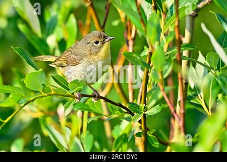 Ein gewöhnlicher Gelbhalsbrecher „Geothlypis trichas“, der auf einem Ast in seinem Waldlebensraum aufwuchs Stockfoto