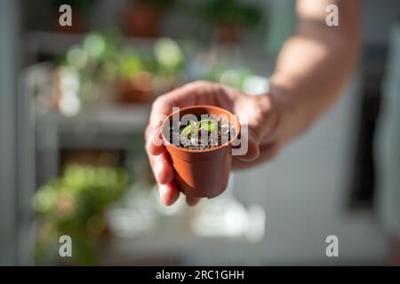 Kleiner Sprossen Pilea peperomioides Hauspflanze im Kunststofftopf bei weiblichem Handnaht-Weichfokus Stockfoto