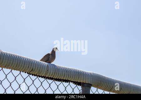 Trauernde Taube hoch oben auf einem Metallzaun - blauer Himmel. Aufgenommen in Toronto, Kanada. Stockfoto