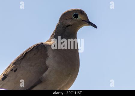 Trauernde Taube Nahaufnahme Porträt - blauer Himmel. Aufgenommen in Toronto, Kanada. Stockfoto