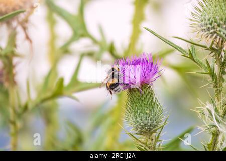 Hummelbiene sitzt auf einer wilden Distelblume. Selektiver Fokus einer schönen wilden Hummelbiene, die Pollen aus Cirsium vulgare saugt oder der Speerdistel auf der Stockfoto